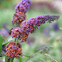 Buddleia Flower seeds for Planting Seasonal Bloomer Heirloom & GMO Free Seeds for Home Garden 
 
 Sale