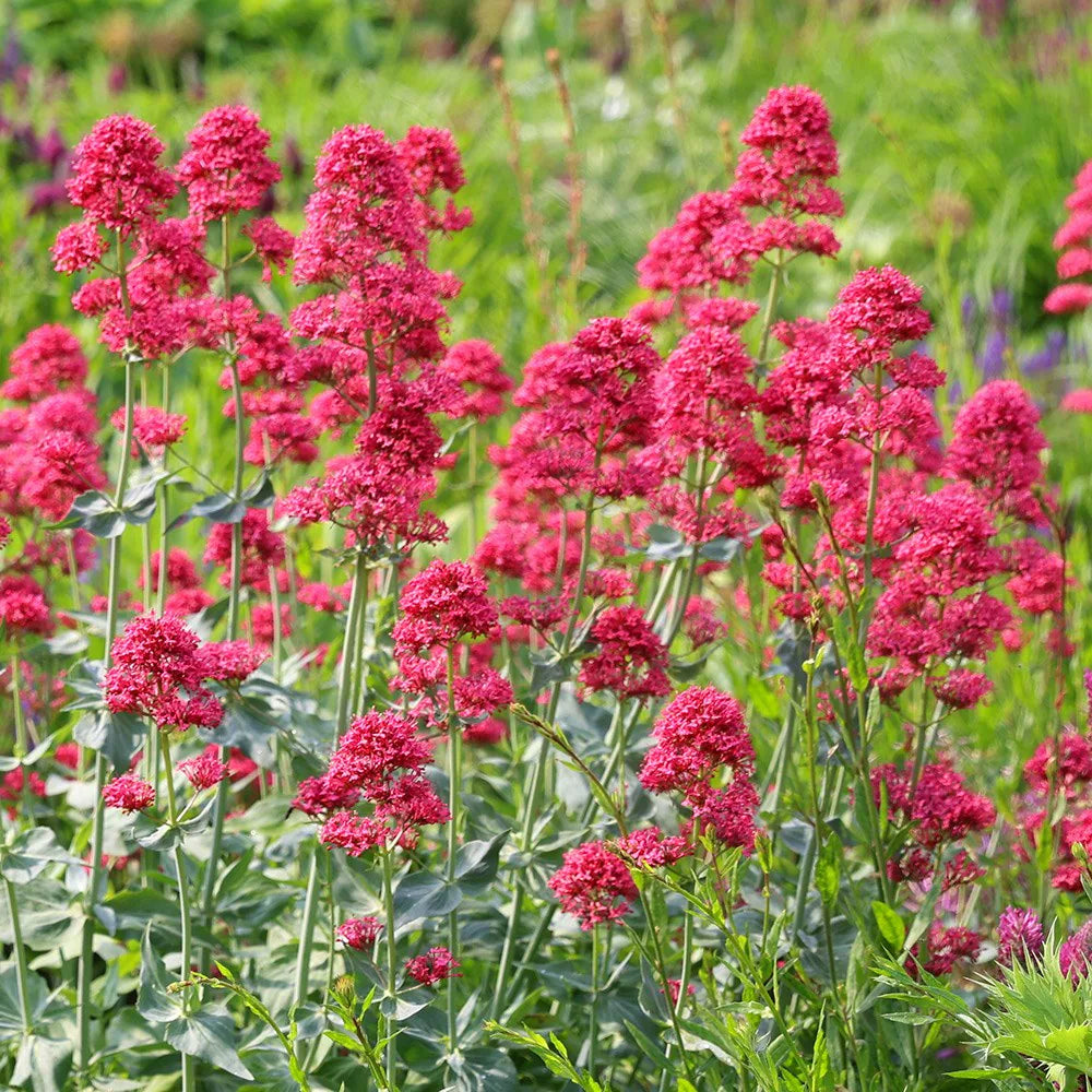 Red Valerian Flower Seeds for Planting - Vibrant Perennial Blooms