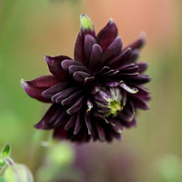 Barlow Flower seeds for Planting Seasonal Bloomer Heirloom & GMO Free Seeds for Home Garden