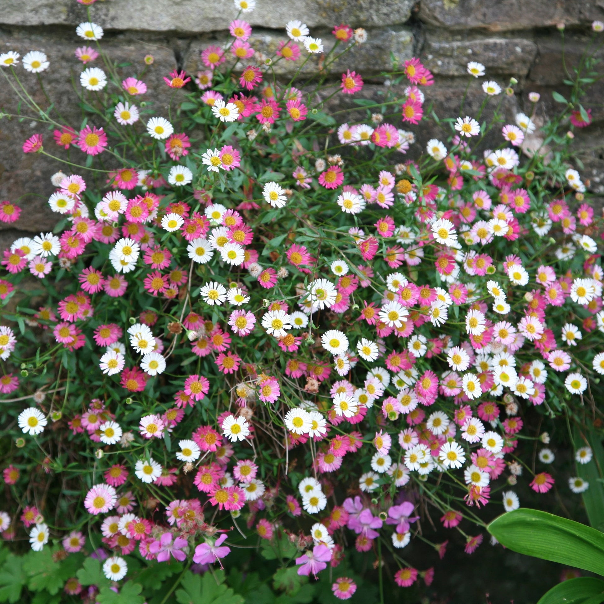 Mixed Erigeron Flower seeds for Planting - Drought Tolerant, Heirloom & GMO Free Seeds for Home Garden