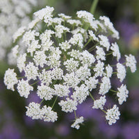 Ammi Flower seeds for Planting Sun Loving Heirloom & GMO Free Seeds for Home Garden 
 
 Sale