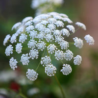 White Bishops Flower Planting - Seeds for Gorgeous and Elegant Blooms in Your Garden