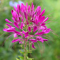 Cleome Flower seeds for Planting Shade Tolerant Heirloom & GMO Free Seeds for Home Garden