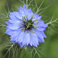 Nigella Damascena Flower seeds for Planting Easy to Grow Heirloom & GMO Free Seeds for Home Garden 
 
 Sale