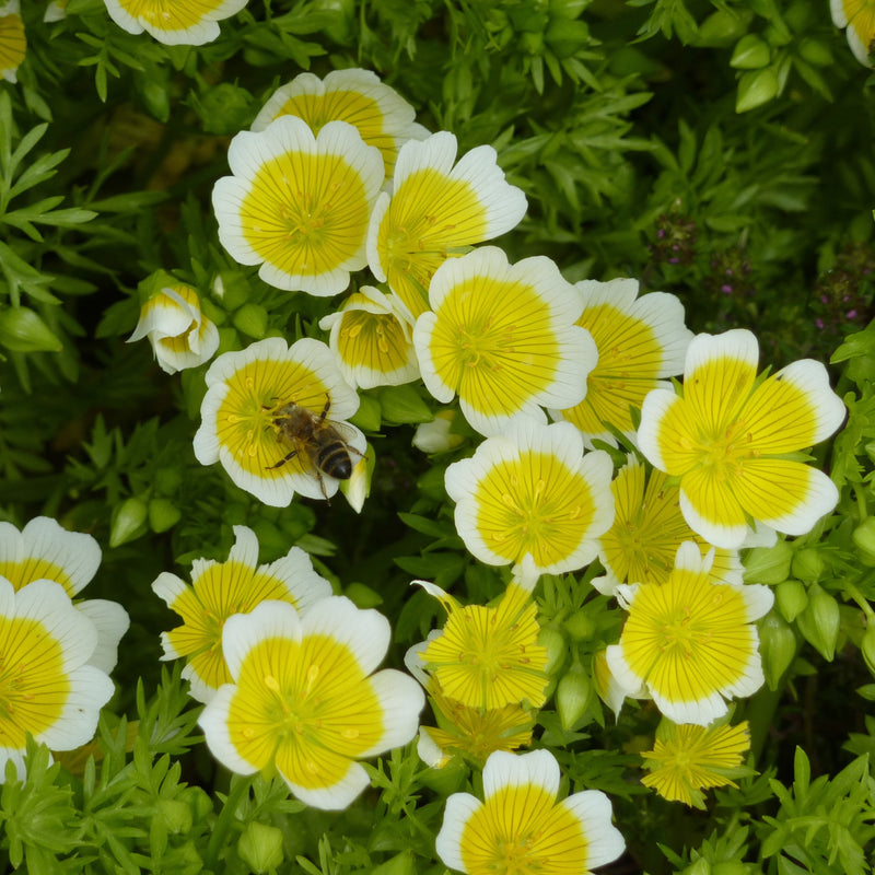 White Yellow Limnanthes Douglasii Flower seeds for Planting - Seasonal Bloomer, Heirloom & GMO Free Seeds for Home Garden