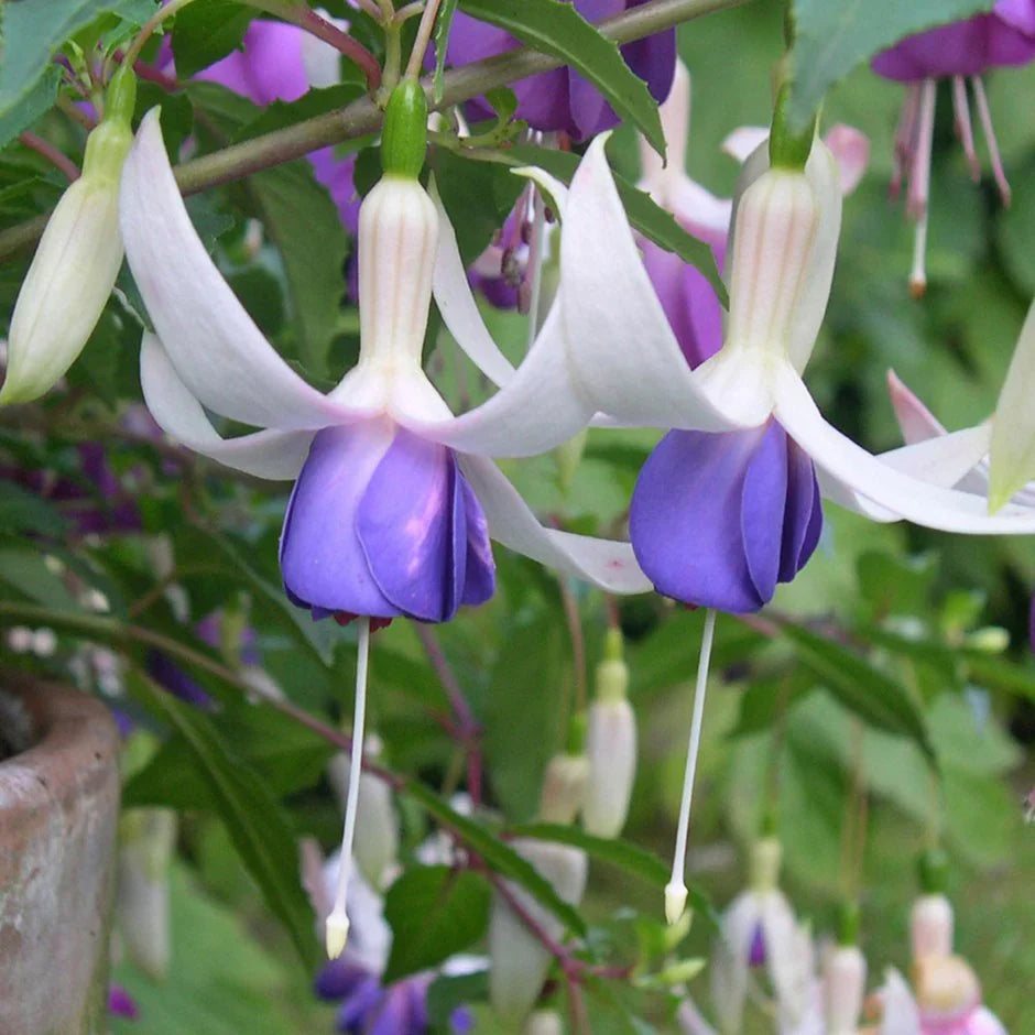White Purple Fuchsia Hybrida Flower Seeds – Garden Favorite Heirloom & NonGMO
 
 Sale