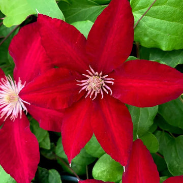 Red Purple Clematis Flower seeds for Planting Seasonal Bloomer Heirloom & GMO Free Seeds for Home Garden
 
 Sale