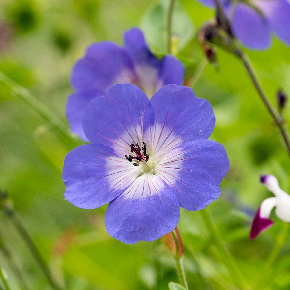 Geranium Rozanne Flower seeds for Planting - Cottage Garden Essential, Heirloom & GMO Free Seeds for Home Garden