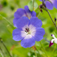 Geranium Rozanne Flower seeds for Planting - Cottage Garden Essential, Heirloom & GMO Free Seeds for Home Garden