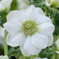 White Nevadensis Flower Seeds for Planting | Elegant White Blooms for Your Garden