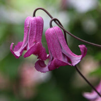 Clematis Reticulata Flower seeds for Planting Low Maintenance Heirloom & GMO Free Seeds for Home Garden