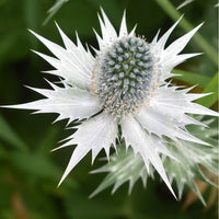Silver Holly Flower seeds for Planting Hardy Variety Heirloom & GMO Free Seeds for Home Garden 
 
 Sale