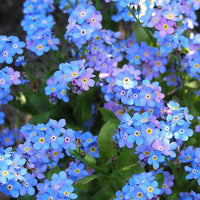 Myosotis Flower seeds for Planting Seasonal Bloomer Heirloom & GMO Free Seeds for Home Garden