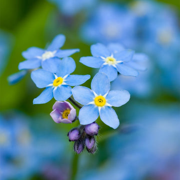 Myosotis Sylvatica Flower seeds for Planting Cottage Garden Essential Heirloom & GMO Free Seeds for Home Garden