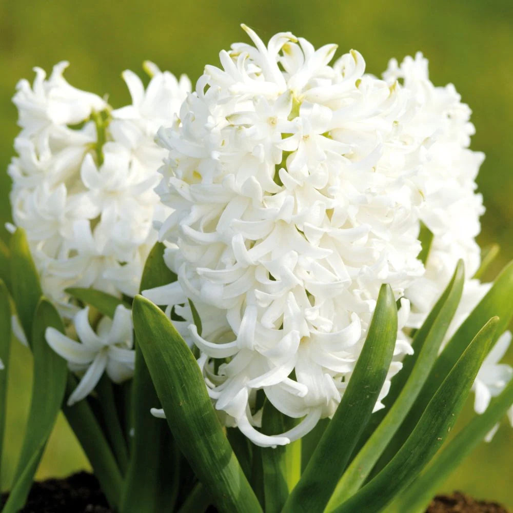 White Hyacinthus Orientalis Flower seeds for Planting Low Maintenance Heirloom & GMO Free Seeds for Home Garden
 
 Sale