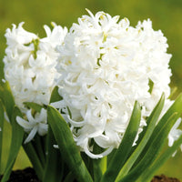 White Hyacinthus Orientalis Flower seeds for Planting Low Maintenance Heirloom & GMO Free Seeds for Home Garden
 
 Sale