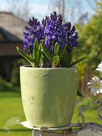 Deep Blue Hyacinthus Orientalis Flower seeds for Planting - Vibrant Colors, Heirloom & GMO Free Seeds for Home Garden