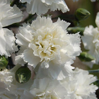 Dianthus Carnation Flower seeds for Planting Garden Favorite Heirloom & GMO Free Seeds for Home Garden