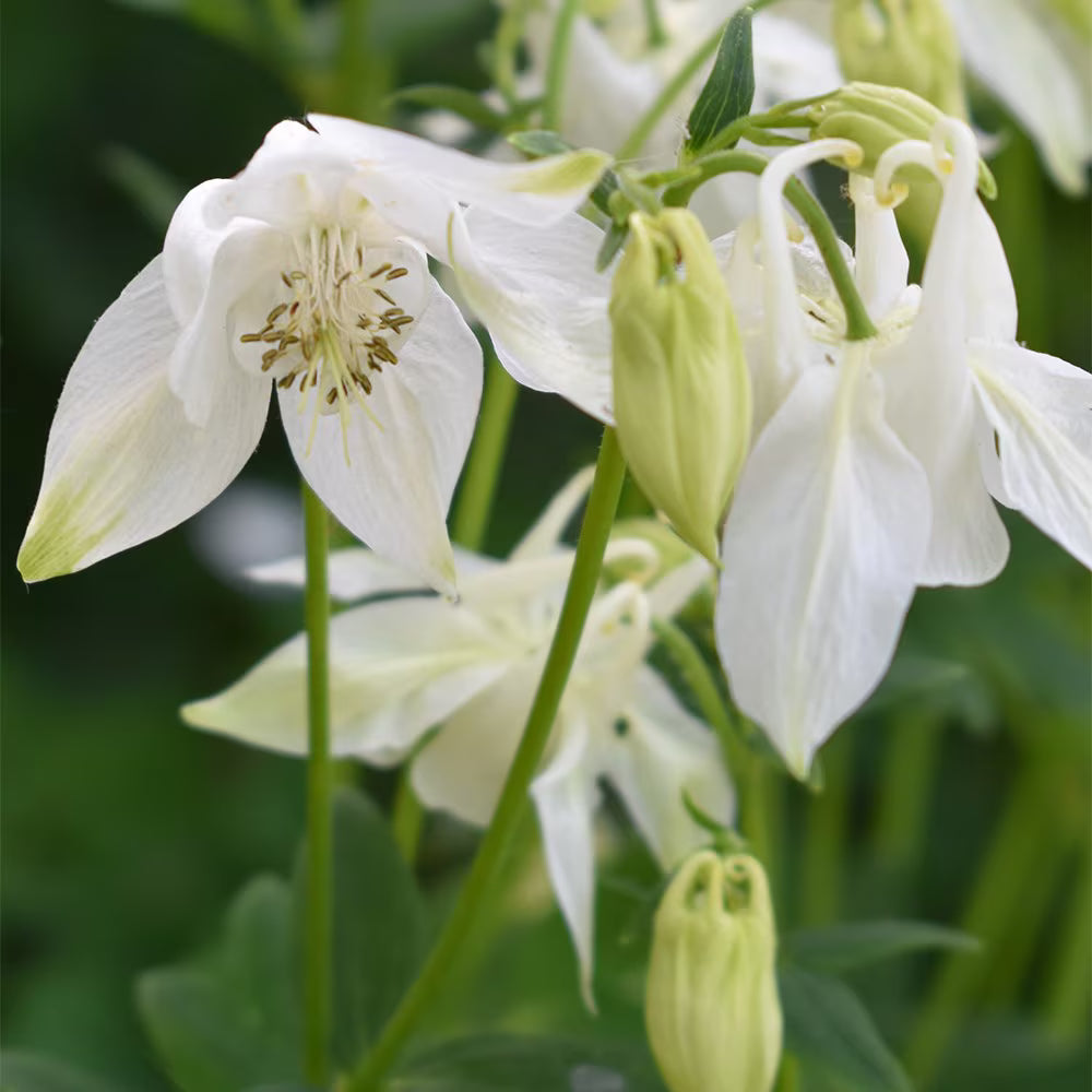 White Aquilegia Flower seeds for Planting - Cut Flower Favorite, Heirloom & GMO Free Seeds for Home Garden