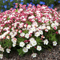 White Zaluzianskya Flower Planting - Seed for Beautiful Blossoms in Your Garden