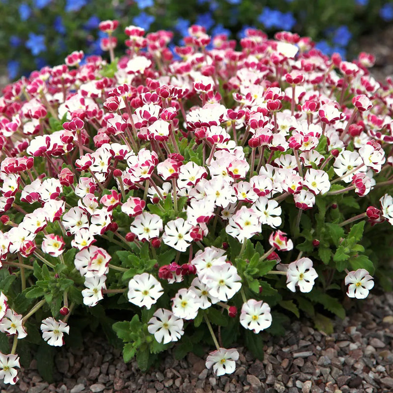 White Zaluzianskya Flower Planting - Seed for Beautiful Blossoms in Your Garden