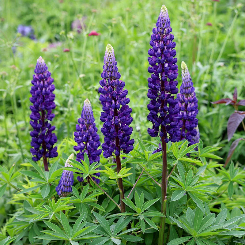 Thick Blue Lupine Flower seeds for Planting Seasonal Bloomer Heirloom & GMO Free Seeds for Home Garden