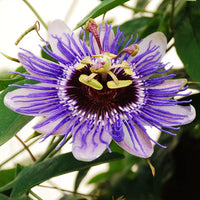 Purple Passiflora Flower seeds for Planting - Sun Loving, Heirloom & GMO Free Seeds for Home Garden