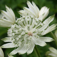 White Astrantia Flower seeds for Planting - Sun Loving, Heirloom & GMO Free Seeds for Home Garden