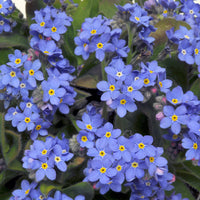 Myosotis Sylvia Flower seeds for Planting Premium Quality Heirloom & GMO Free Seeds for Home Garden
