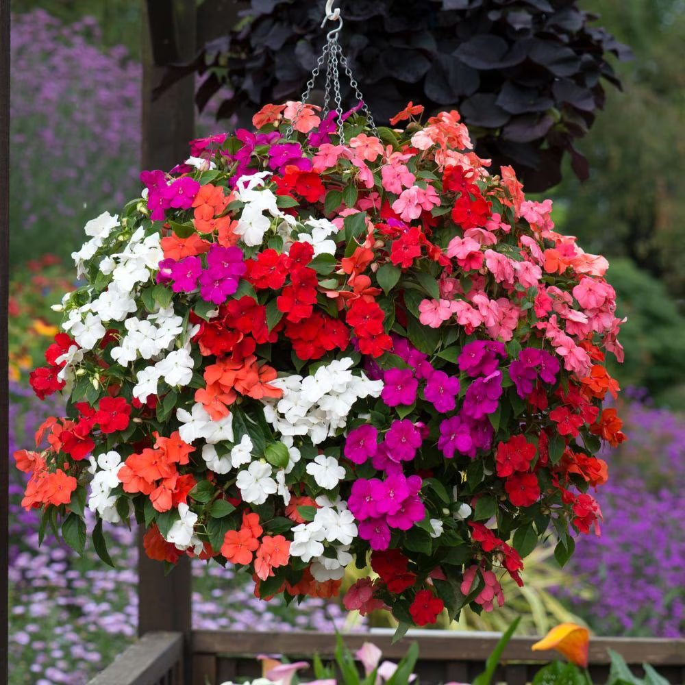 Guinea Mix Planting Seeds - Brighten Your Garden with Colorful Flowers