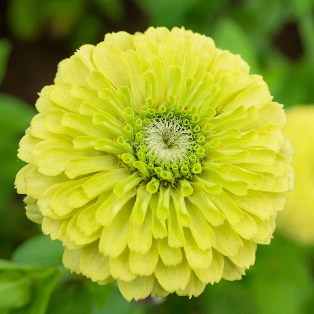 Light Green Zinnia Flower seeds for Planting - Premium Quality, Heirloom & GMO Free Seeds for Home Garden
