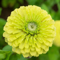 Light Green Zinnia Flower seeds for Planting - Premium Quality, Heirloom & GMO Free Seeds for Home Garden