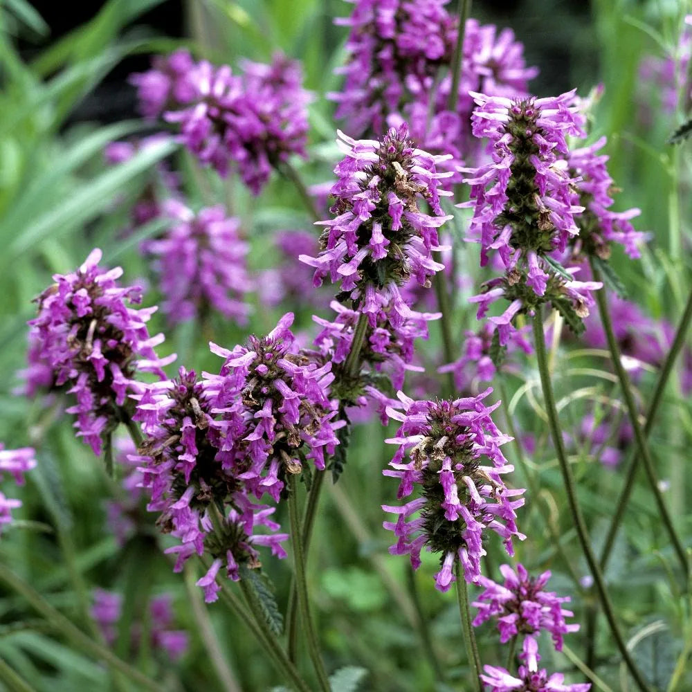 Betony Flower seeds for Planting Long Bloom Season Heirloom & GMO Free Seeds for Home Garden