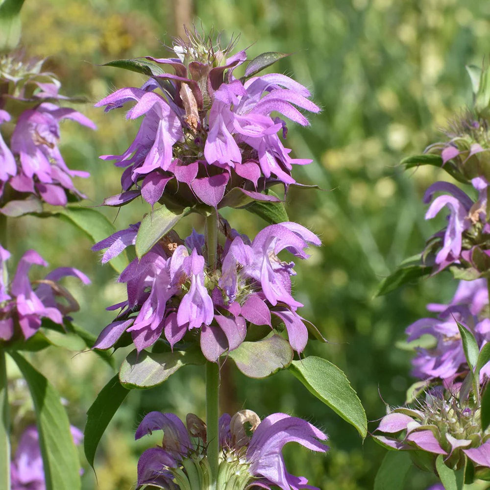 Purple Monarda Citriodora Flower seeds for Planting Bright Blooms Heirloom & GMO Free Seeds for Home Garden 
 
 Sale