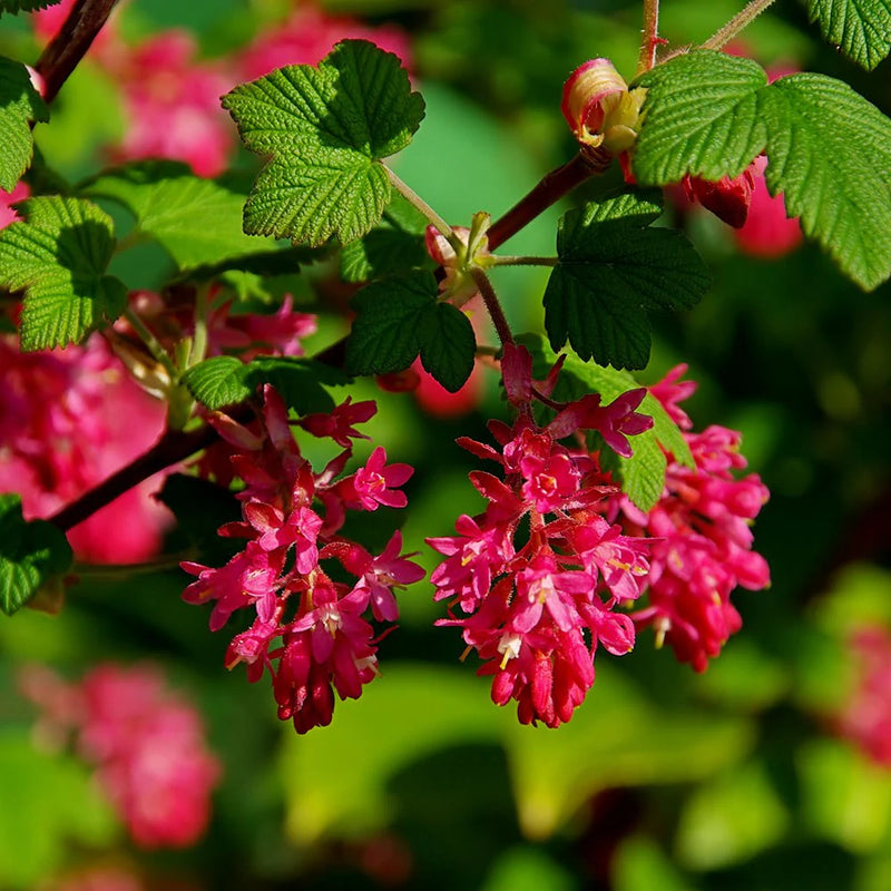 Pink Ribes Sanguineum Flower seeds for Planting - Perfect for Borders, Heirloom & GMO Free Seeds for Home Garden