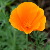 Eschscholzia Flower Seeds for Easy Planting