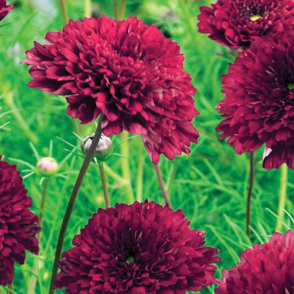 Cosmos Cranberries Flower seeds for Planting Cottage Garden Essential Heirloom & GMO Free Seeds for Home Garden