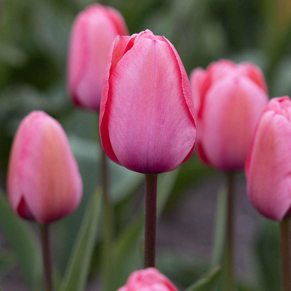 Baby Pink Tulip Flower Planting Seeds  Perfect for Spring Gardens