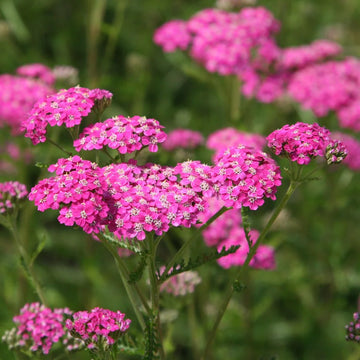 Pink Cerise Flower seeds for Planting - Cottage Garden Essential, Heirloom & GMO Free Seeds for Home Garden