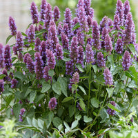 Purple Mint Flower seeds for Planting - Hardy Variety, Heirloom & GMO Free Seeds for Home Garden