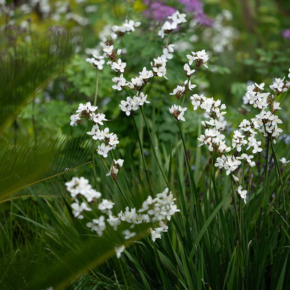 White Libertia Flower seeds for Planting - Shade Tolerant, Heirloom & GMO Free Seeds for Home Garden