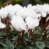 White Cyclamen Flower seeds for Planting - Drought Tolerant, Heirloom & GMO Free Seeds for Home Garden