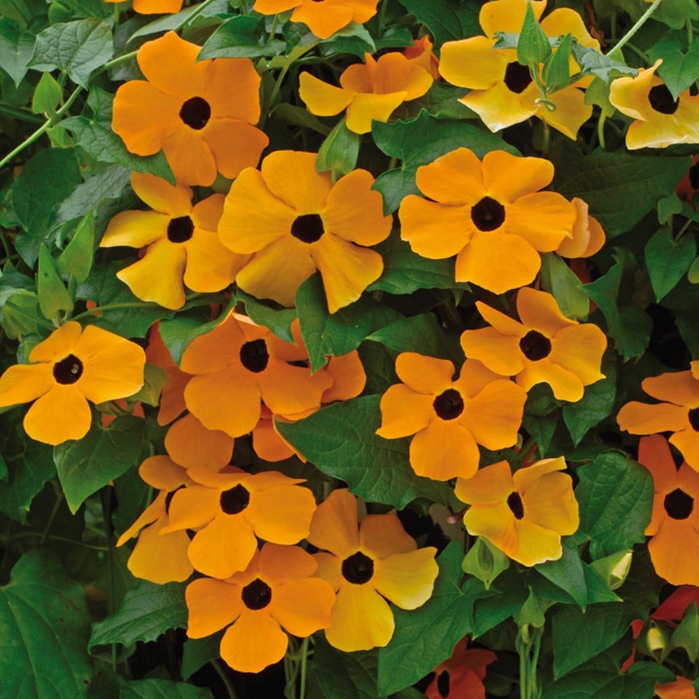 Orange Thunbergia Flower Planting Seeds