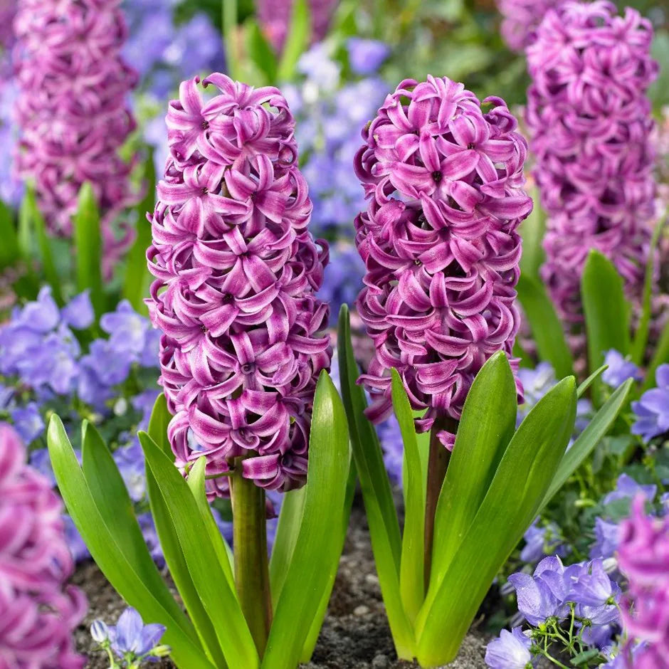 Violet Hyacinth Flower seeds for Planting - Cottage Garden Essential, Heirloom & GMO Free Seeds for Home Garden