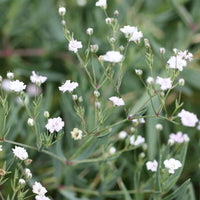 Gypsophila Flower seeds for Planting Premium Quality Heirloom & GMO Free Seeds for Home Garden