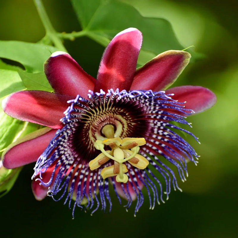 Red Passiflora Alata Flower seeds for Planting - Premium Quality, Heirloom & GMO Free Seeds for Home Garden