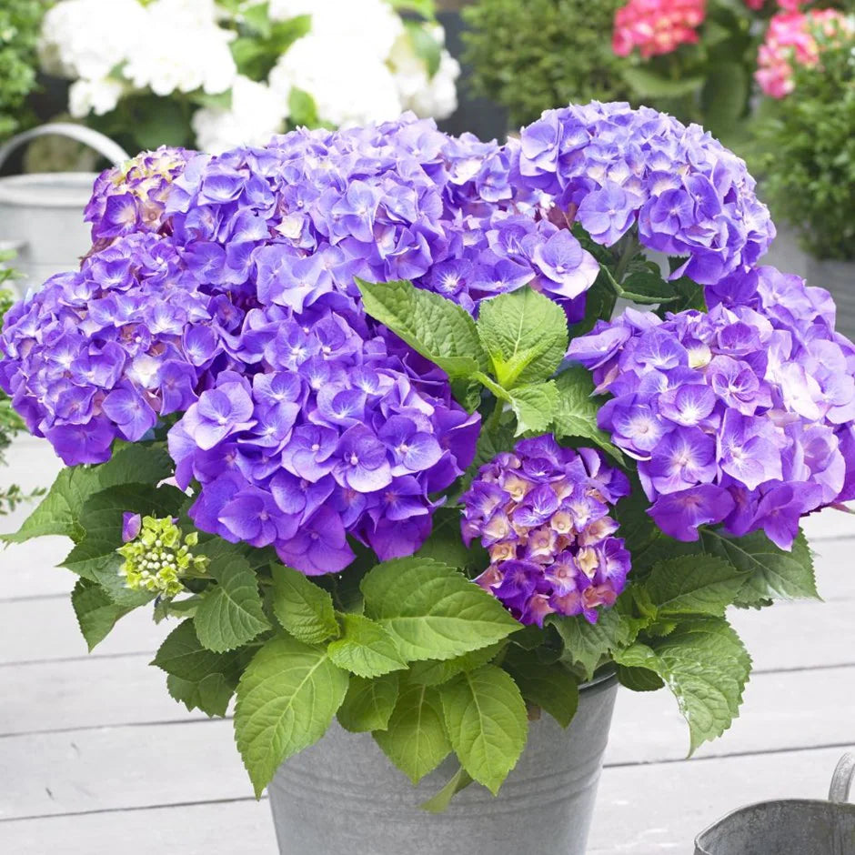 Violet Hydrangea Flower seeds for Planting Low Maintenance Heirloom & GMO Free Seeds for Home Garden 
 
 Sale