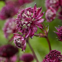 Maroon Astrantia Flower Seeds for Planting – Premium Heirloom, Non-GMO, High Germination Organic Garden Seeds