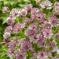 White Pink Astrantia Flower seeds for Planting - Cut Flower Favorite, Heirloom & GMO Free Seeds for Home Garden