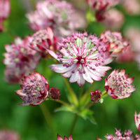 Pink Astrantia Flower seeds for Planting - Premium Quality, Heirloom & GMO Free Seeds for Home Garden